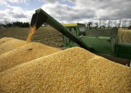 Египет закупил у Украины 60 тыс. тонн пшеницы