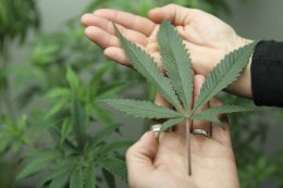 В Иллинойсе легализировали медицинскую марихуану