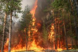 Бойцы МЧС ликвидировали лесной пожар в Ивано-Франковской области
