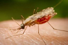 В Житомирской области зарегистрировали случай заболевания малярией