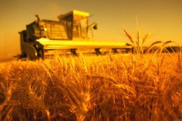 Украина запретила импорт зерна и кормов из России
