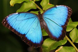 Ученые нашли применение крыльям бабочек