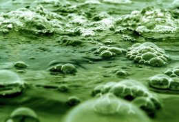 Микроводоросли будут использовать для производства биотоплива