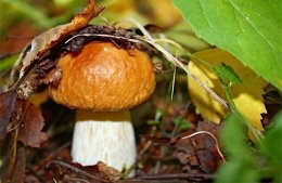 Какими грибами чаще всего можно отравиться