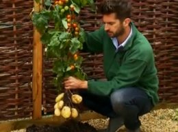 В Британии представлен гибрид помидора и картофеля