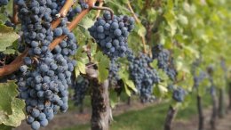 Беспилотники помогают выращивать виноград (ВИДЕО)