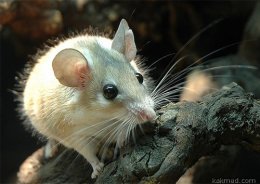 Африканская иглистая мышь поможет в изучении регенеративной медицины
