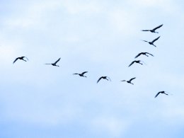Европейских орнитологов озадачило аномальное поведение птиц