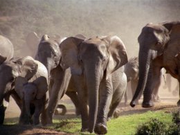 Поезд в Индии сбил стадо слонов