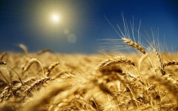 Украинское зерно кормит 207 млн человек