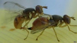 В Европе решили применить генномодифицированных мух для борьбы с вредителями