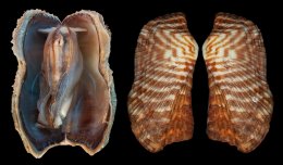 Австралийские ученые открыли новый вид гигантских моллюсков