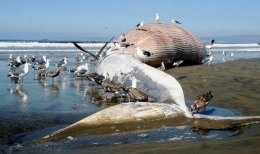 Мертвый кит взорвался при попытке вскрытия (ВИДЕО)
