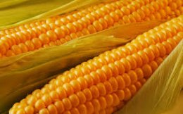 От каких болезней помогает кукуруза