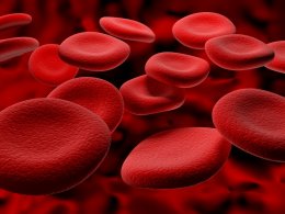 Важные факты о гемоглобине