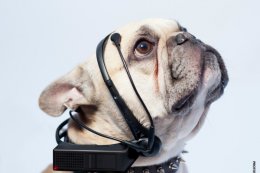 Устройство, расшифровывающее собачью «речь» (ВИДЕО)