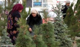 Московский чиновник "погорел" на елках