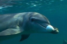 Наркоманы бывают и среди дельфинов
