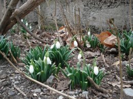 В Ялту пришла весна: цветут первые подснежники