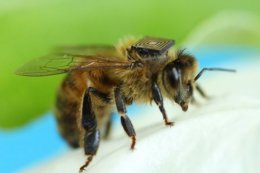 В Австралии 5 тысяч пчел сделали киборгами