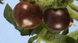 Ученые вывели помидоры, которые по количеству витаминов не уступают чернике и клюкве