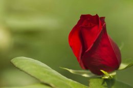 Светящиеся эквадорские розы (ФОТО)