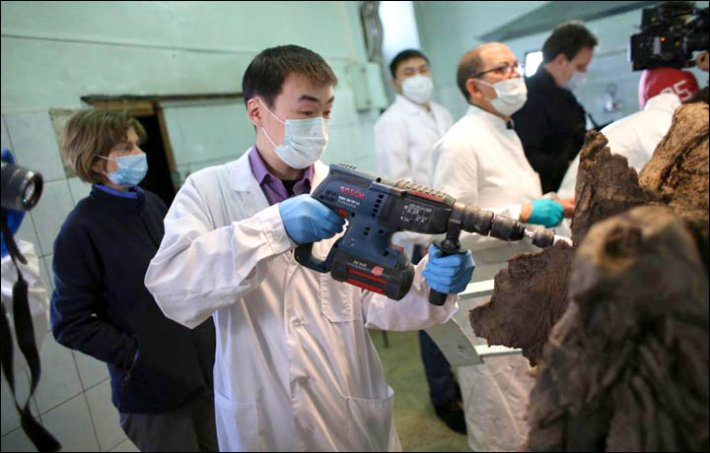 Российские ученые близки к идее клонирования мамонта (ФОТО)