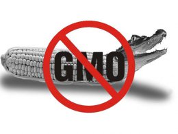 Насколько безопасны ГМО продукты