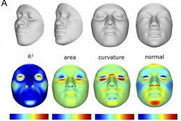 С помощью ДНК можно предсказать некоторые черты лица