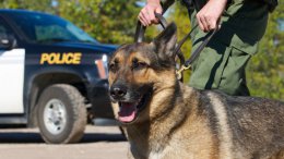 Ученые придумали, как защитить полицейских собак от перегрева