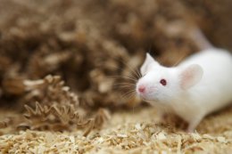 Ученые создали мышцы из стволовых клеток и подключили их к телу мыши