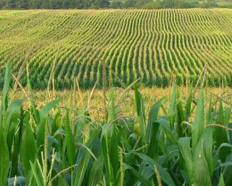 Ученые рассказали, чем кукурузное топливо опасно для земной атмосферы
