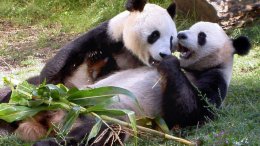 Власти Китая собираются законодательно запретить употреблять в пищу редких животных