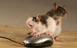 Ученые рассказали, кого больше всего боятся мыши