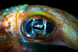 Ученые открыли ген ответственный за сходство глаз кальмаров и людей