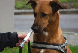 Собачий нюх поможет в обнаружении раковых клеток