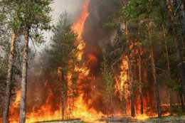 Возле Славянска уже вторые сутки горит лес