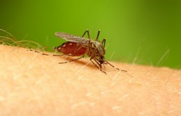 Ученые создали революционную вакцину от малярии