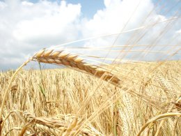 В Украине уменьшилось производство зерна