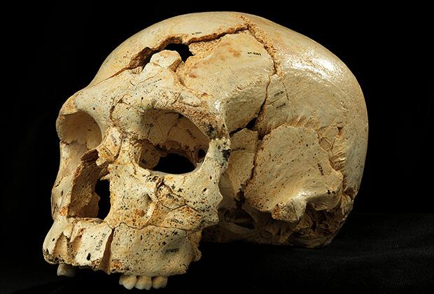 Черепа из Атапуэрки расскажут о происхождении неандертальцев (ФОТО)
