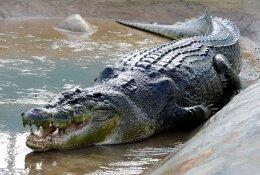 В национальном парке Австралии крокодил съел туриста