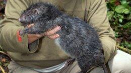 Ученые считают, что в случае вымирания крупных млекопитающих их место займут крысы