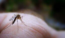 Как избавиться от зудящего комариного укуса