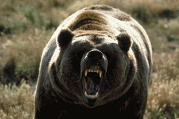 Медведь-людоед терроризирует жителей Камчатки