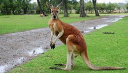 Ученые обнаружили у кенгуру пятую конечность (ВИДЕО)
