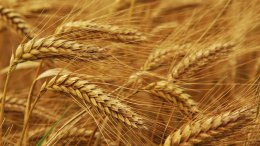 В Донецкой области из-за боевых действий пропало более 500 га урожая зерна