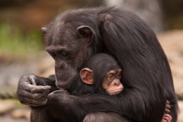 Воспитанные людьми шимпанзе не умнее обезьян, которые росли со своими сородичами