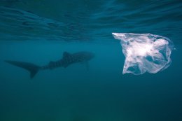 Пластиковые отходы несут в себе огромную угрозу для морских обитателей