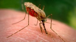 Ученые обнаружили, что таблетка против малярии успешно предотвращает рак печени