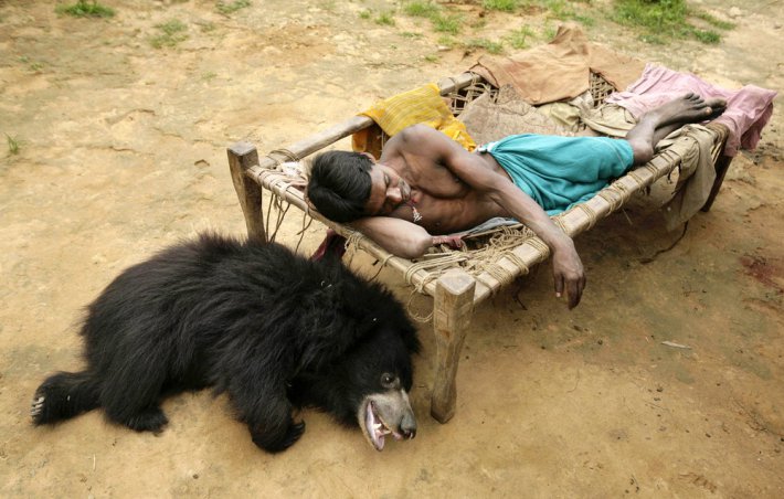 Индийская семья приютила молодого медведя (ФОТО)